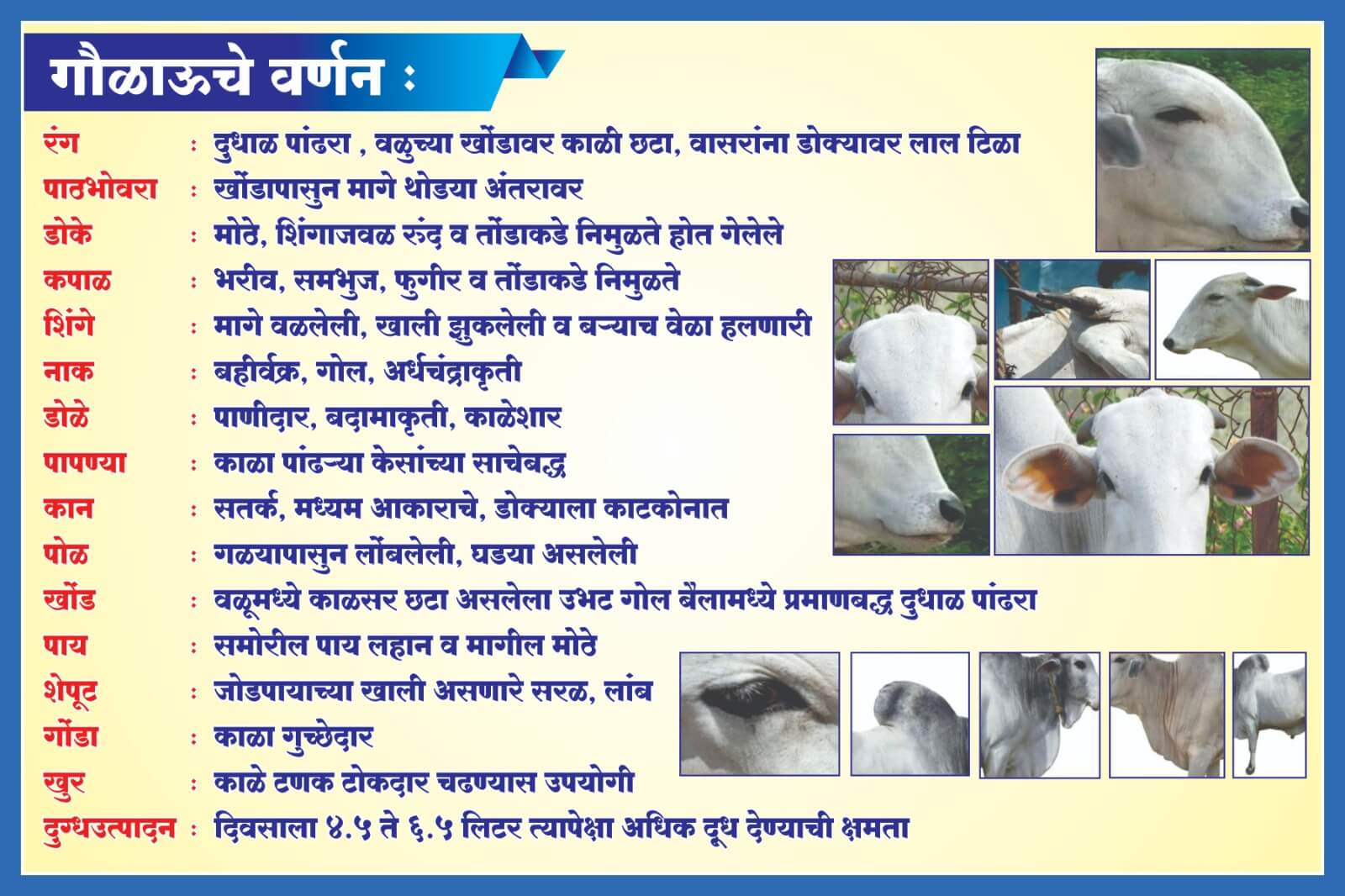 Gaolao Info